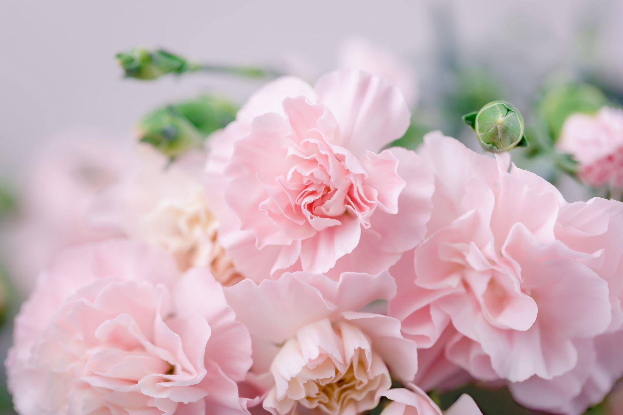 10 Types of Pink Flowers for the Birthday Girl Who's Obsessed With Pink 10 Types of Pink Flowers for the Birthday Girl Who's Obsessed With Pink
